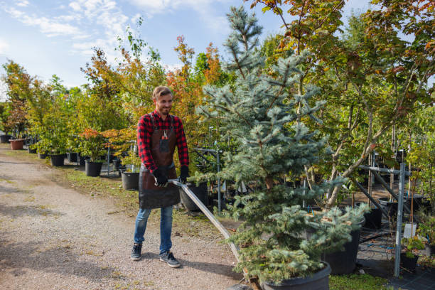 The Steps Involved in Our Tree Care Process in Woonsocket, RI